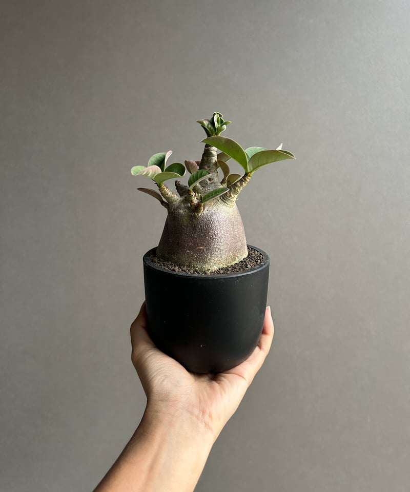 アデニウム アラビカム スーパー ドワーフ “ブラック” 「Adenium