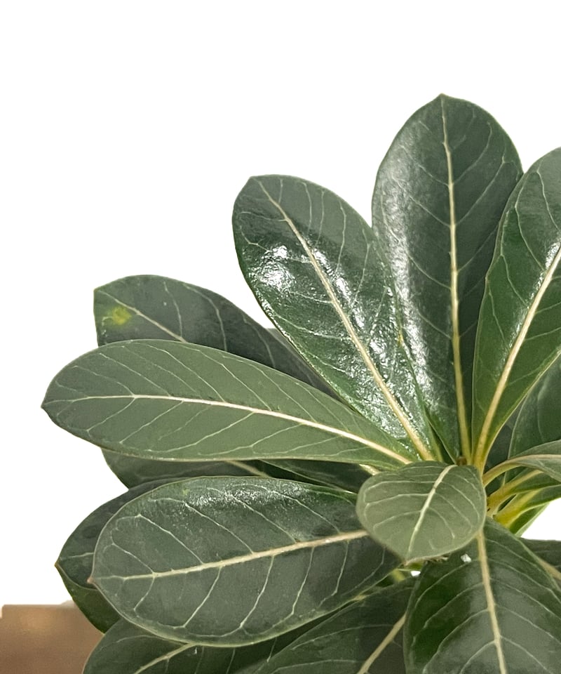 アデニウム ソコトラナム 「Adenium socotranum 」85D-1 | SHOU