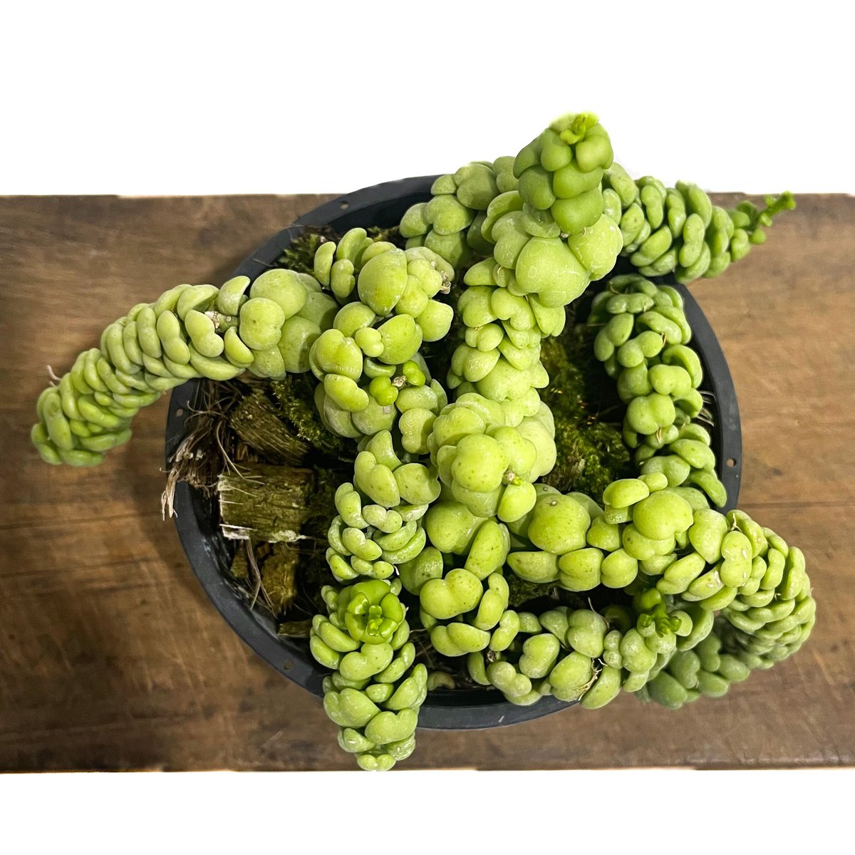 ディスキディア ヌンムラリア ドラゴンジェイド ディスキディア ドラゴンジェイド「Dischidia dragon jade 」977-1 |