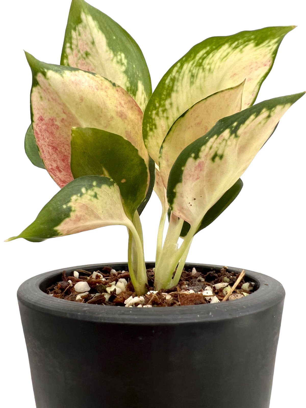 アグラオネマ “Kendro” 1株 アグラオネマ ケンドロー Aglaonema “Kendro”