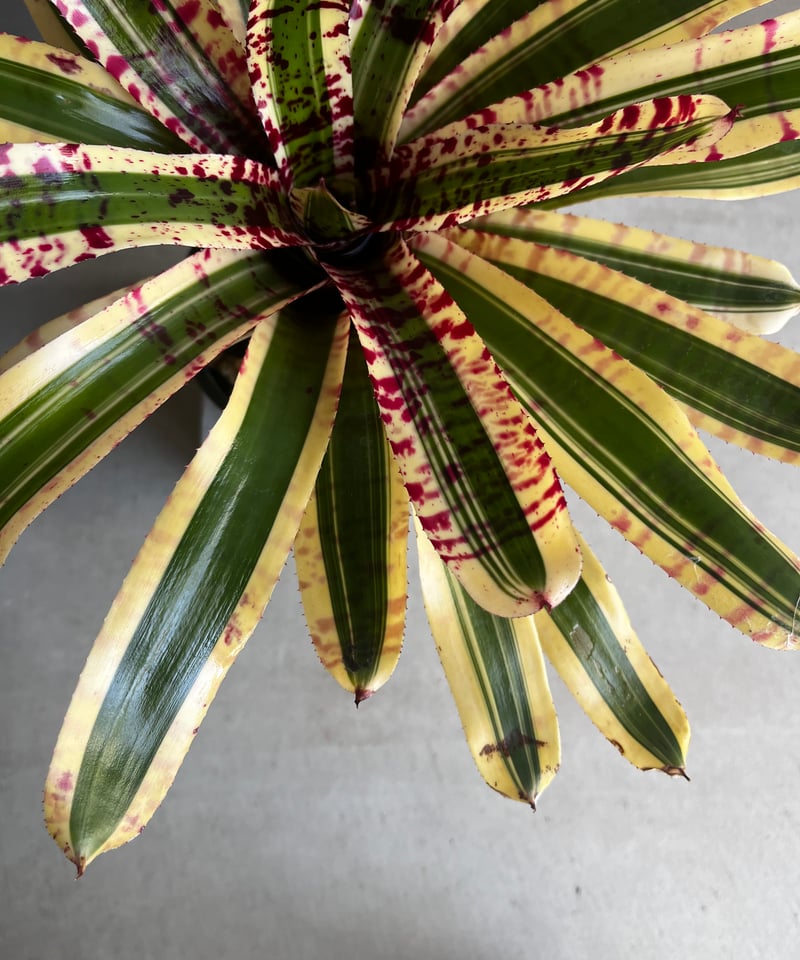 ネオレゲリア ワイルド ラビット 「Neoregelia 'Wild Rabbit'」49Z