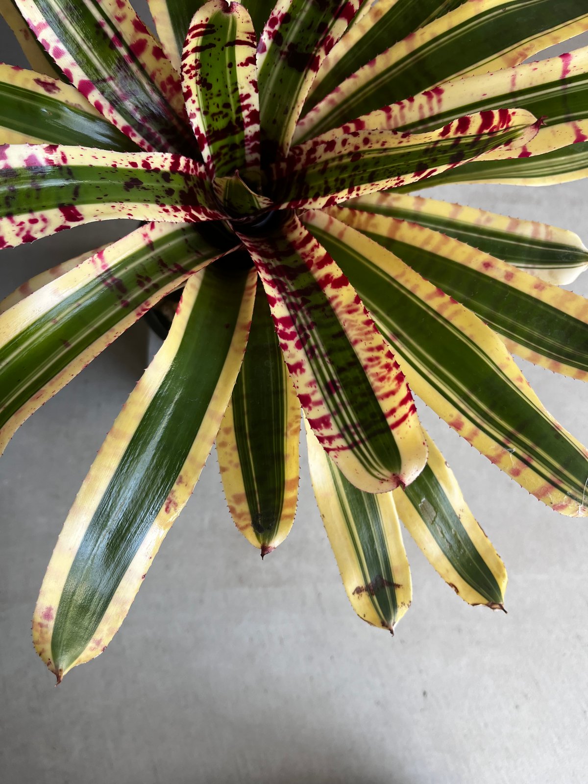 ネオレゲリア ワイルド ラビット 「Neoregelia 'Wild Rabbit'」49Z
