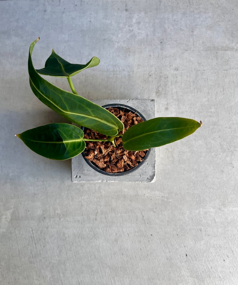 アンスリウム ワロクアナム ダーク&ナロー フォーム 「Anthurium