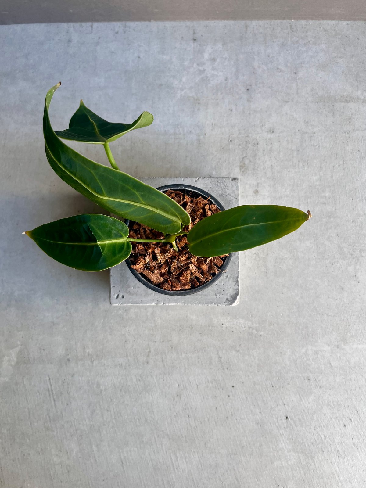 アンスリウム ワロクアナム ダーク&ナロー フォーム 「Anthurium アンスリウム ワロクアナム ダーク&ナロー フォーム 「Anthurium