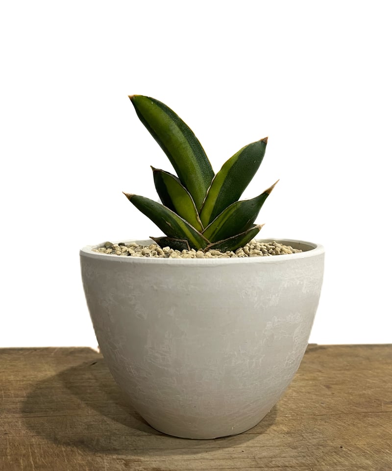 サンセベリア アンダマン 斑入り「Sansevieria Andaman Var.」69G-1