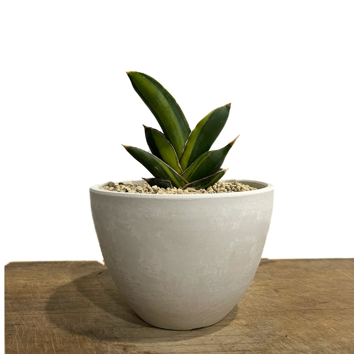 サンスベリア アンダマン 斑入 Sansevieria Andman Var fit=scale-down,w=1200
