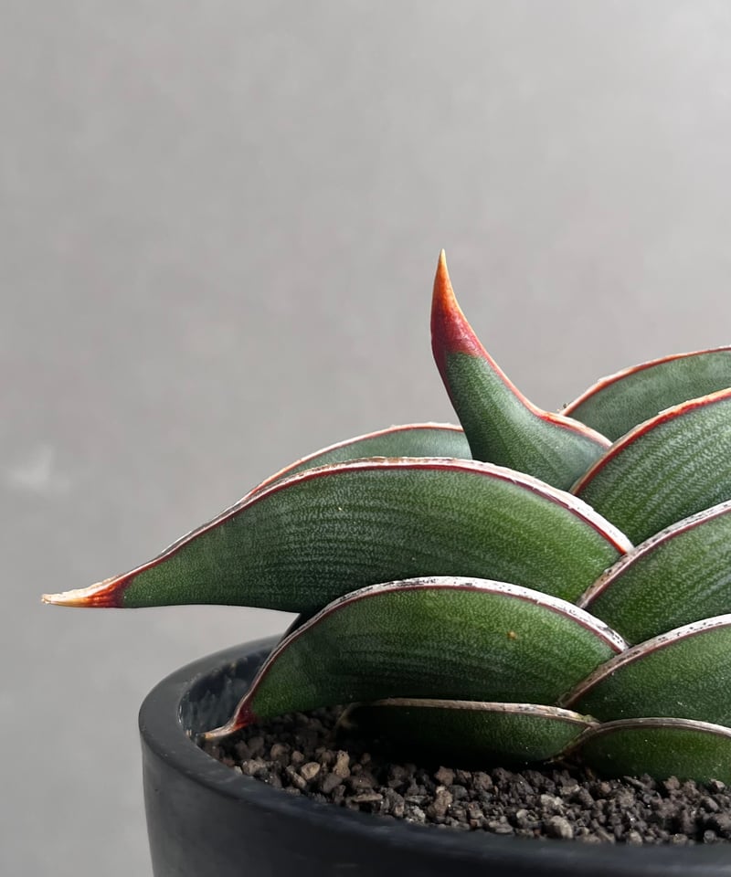 サンセベリア ロリダ 「Sansevieria rorida」57A | SHOUCHIKUEN