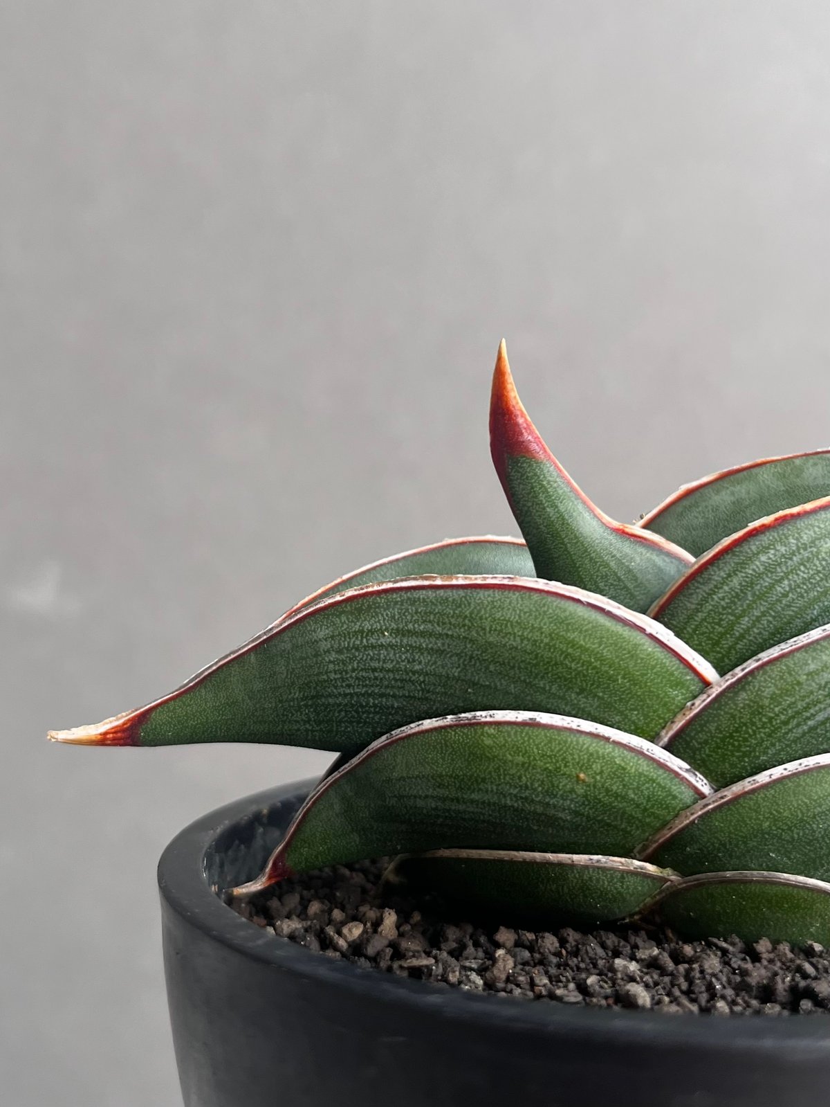 サンセベリア ロリダ 「Sansevieria rorida」57A | SHOUCHIKUEN