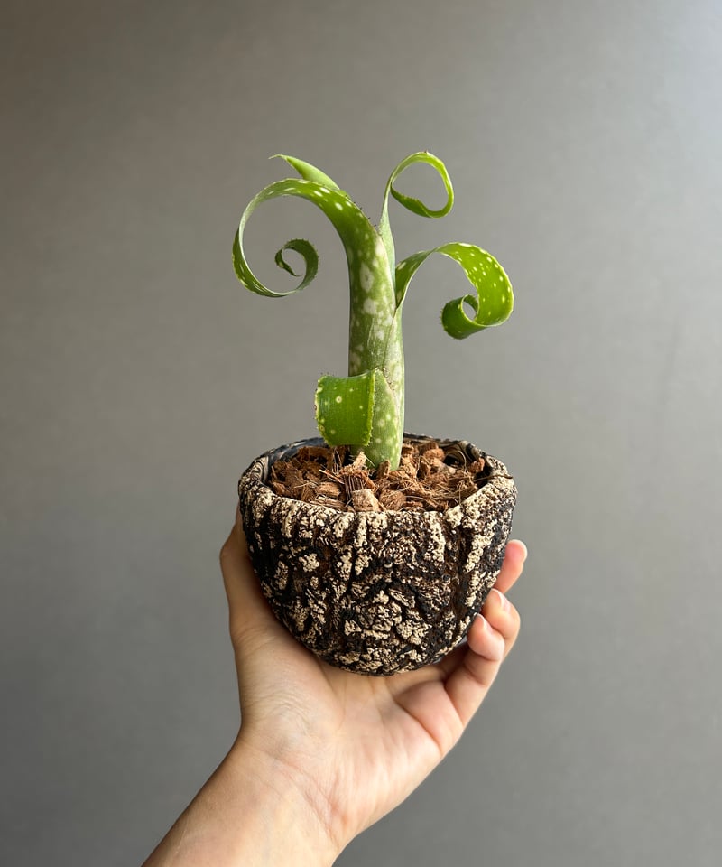 ビルベルギア レプトポーダ+ plantsmonsters pot 「Billbergia l