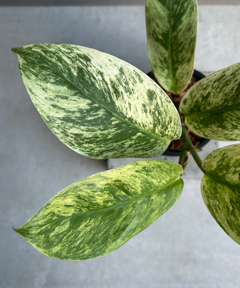 ラフィドフォラ メガスペルマ斑入「Rhaphidophora Megasperma varie