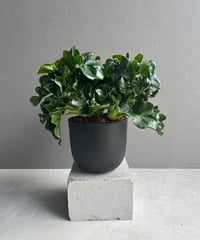 サンセベリア マニー パッキャオ 斑入 Sansevieria Manny Pacquiao