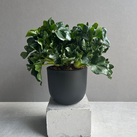 フィロデンドロン | STORES