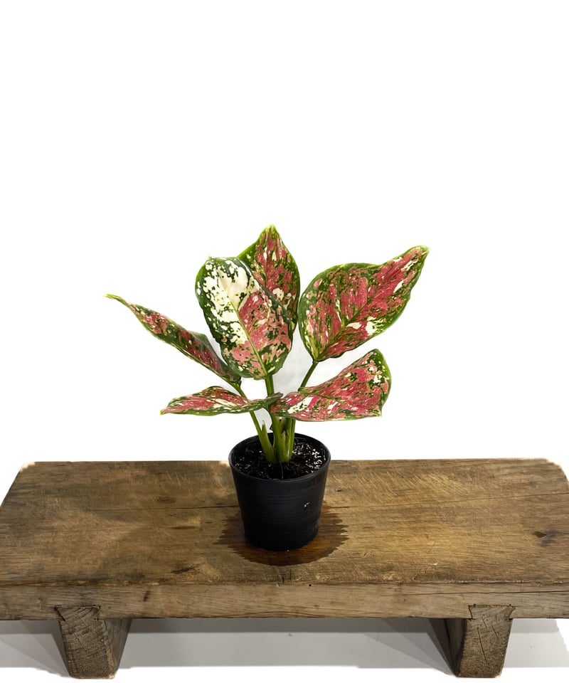 【1ペア】ツマベニチョウ（アンダマン島） アグラオネマ アンヤマニー トリカラー「Aglaonema Unyamanee