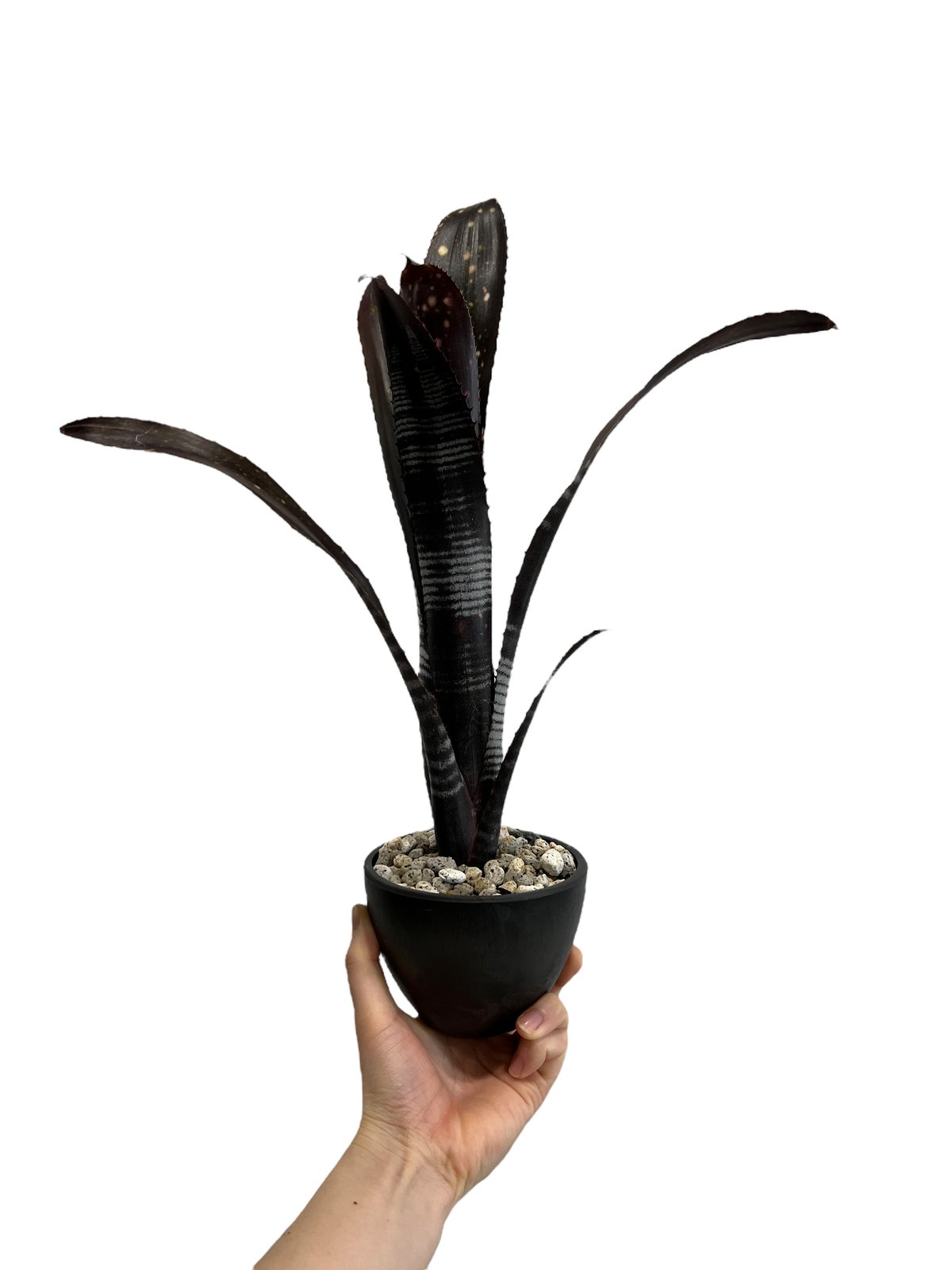 Billbergia 'Darth Vader'〔ビルベルギア〕B0256 ビルベルギア・ダースベーダー Billbergia Darth Vader( Bill