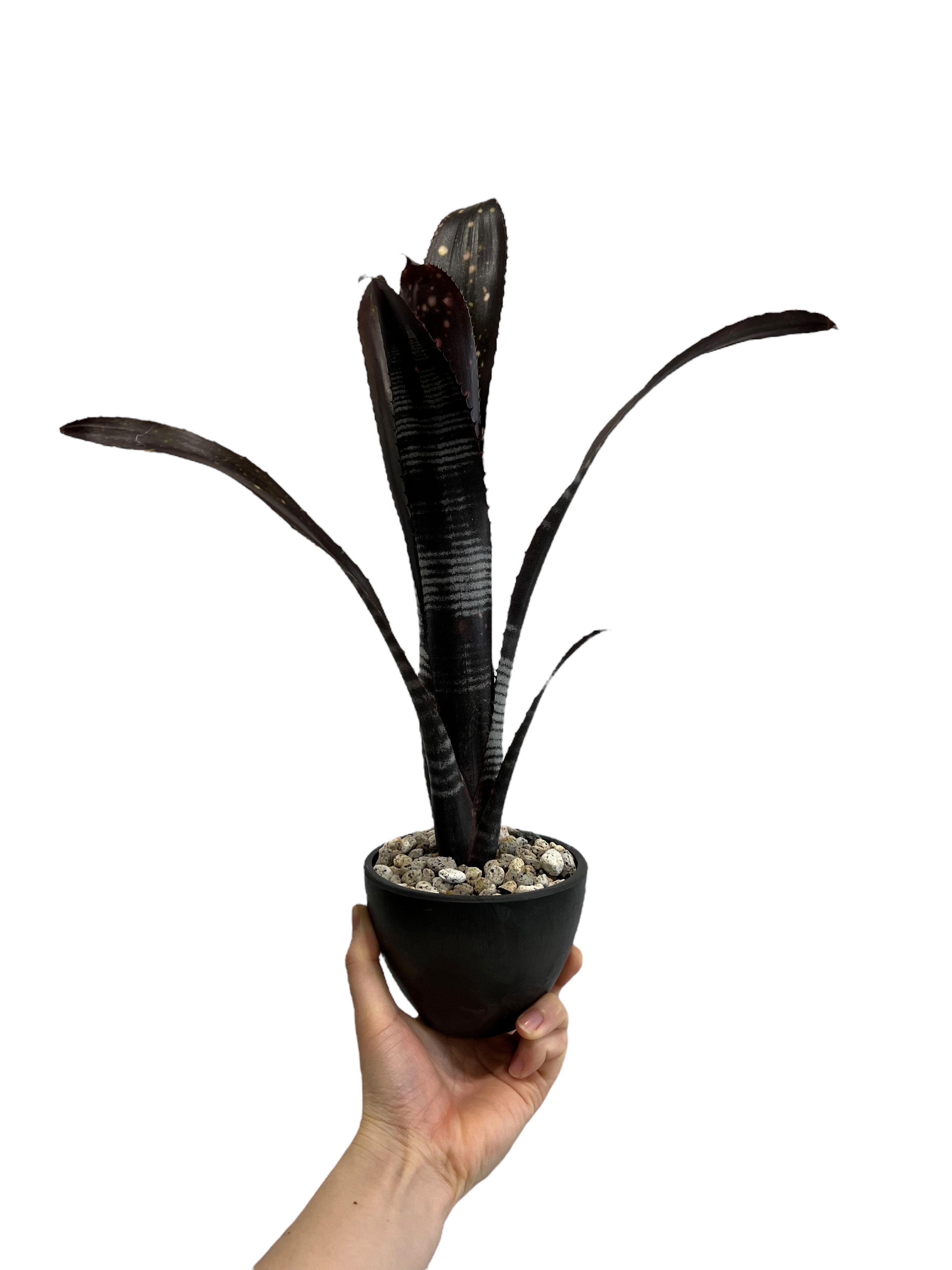ビルベルギア ダースベイダー「Billbergia 'Darth vader' 」43J |