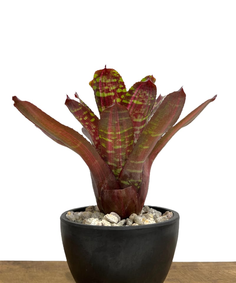ネオレゲリア ナガ ファイヤーボール 「Neoregelia Naga