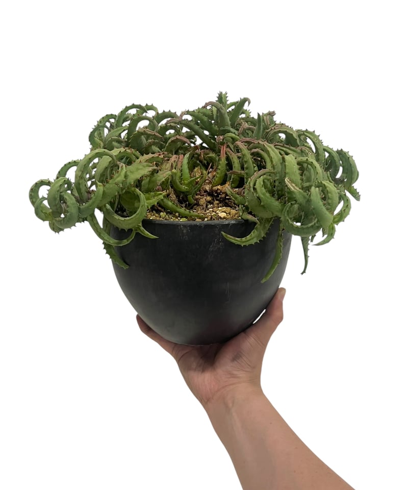 アロエ カスティロニアエ 「Aloe castilloniae」90T | SHOUCHIKUEN