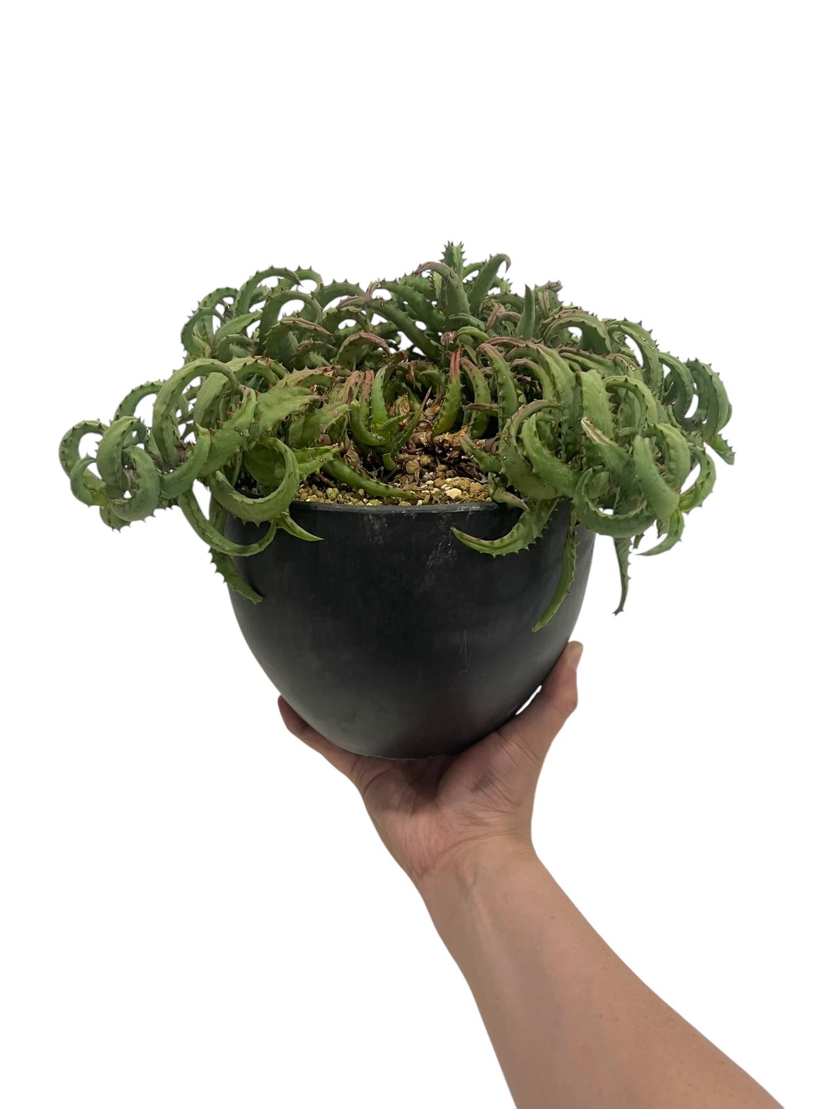 アロエ カスティロニアエ 「Aloe castilloniae」90T | SHOUCHIKUEN