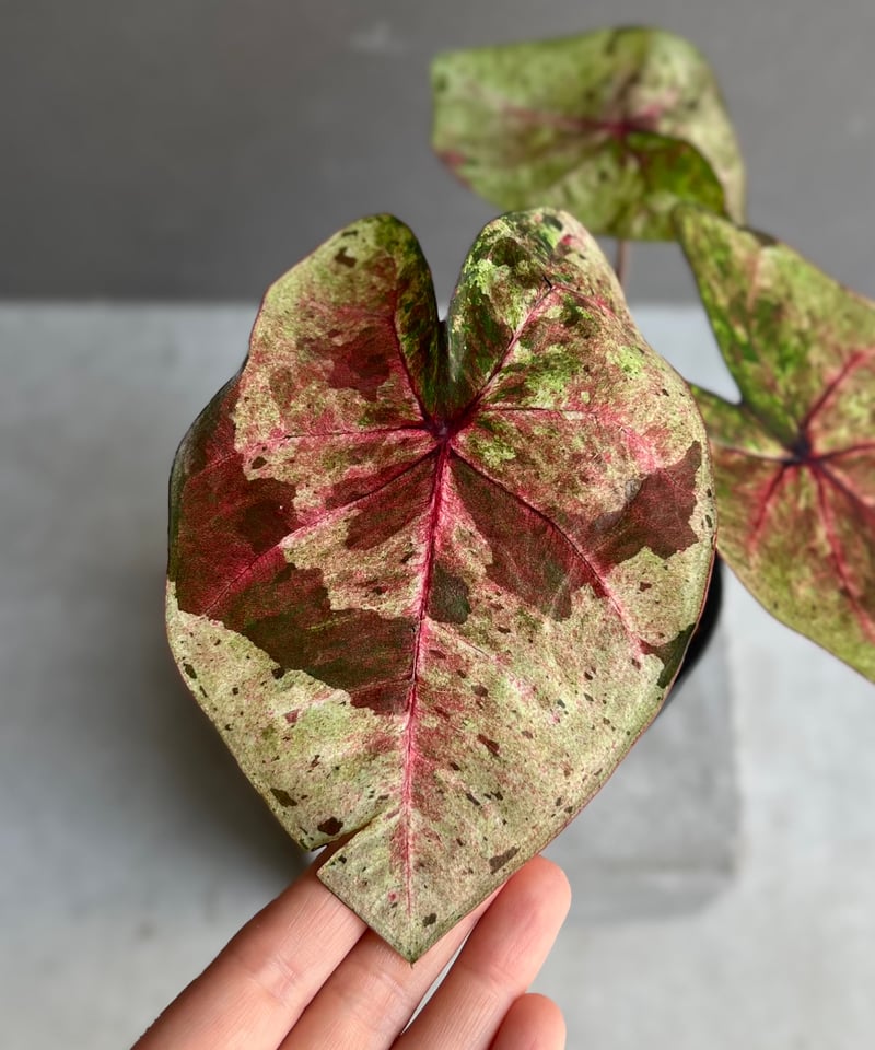 カラジウム　カラジューム　タイハイブリッド　ヒラヒラ系 カラジウム カラジューム タイハイブリッド ヒラヒラ系