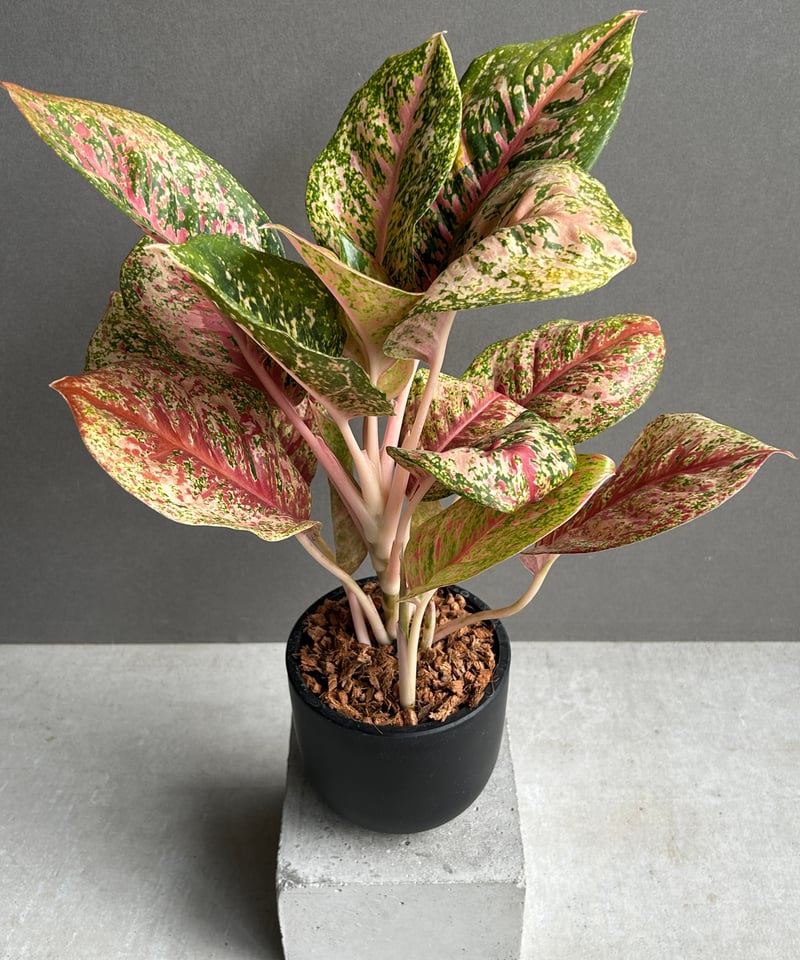 アグラオネマ プラチナム カラット 「Aglaonema Platinum Karat」13G