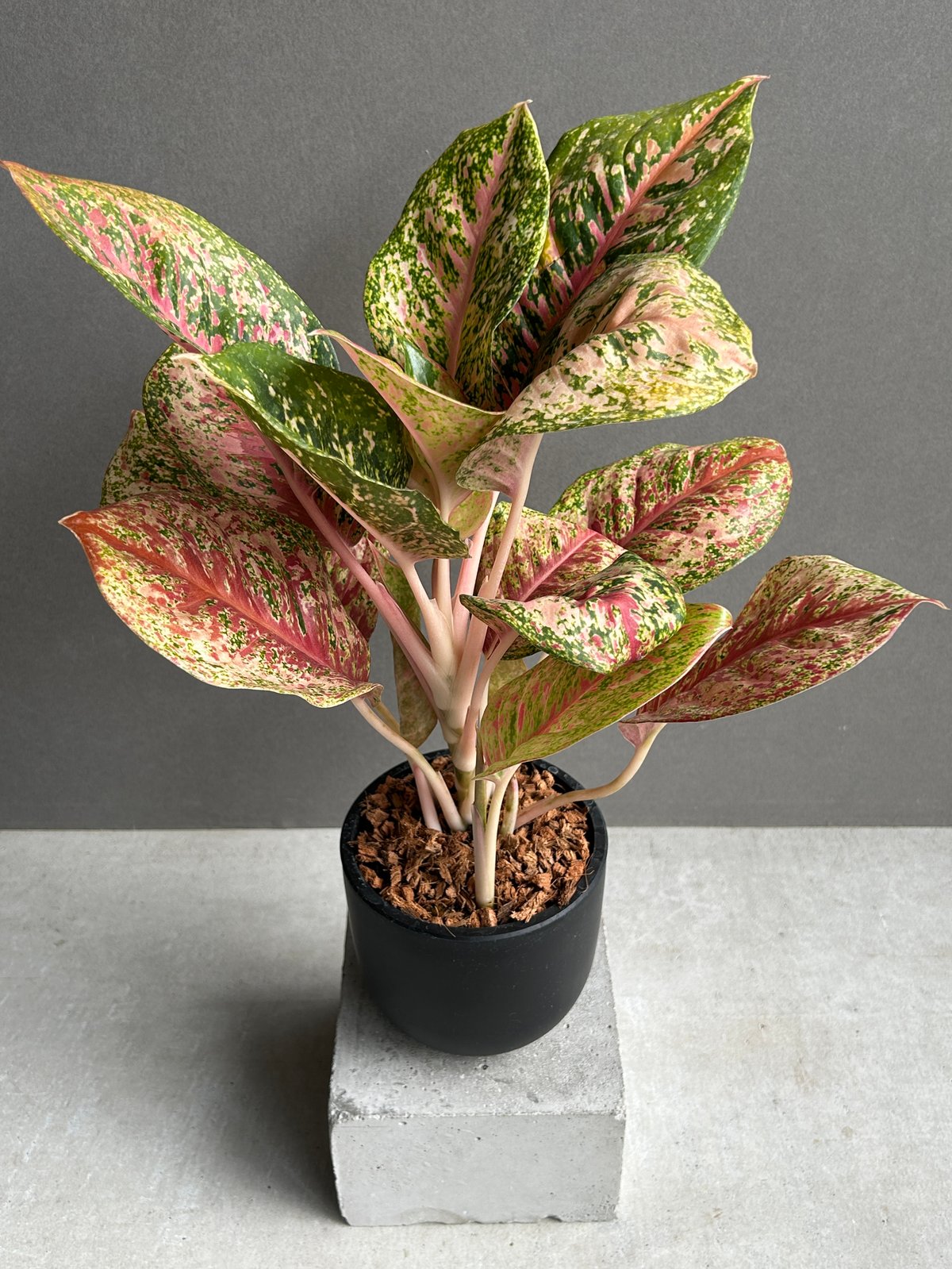 アグラオネマ プラチナム カラット 「Aglaonema Platinum Karat」13G
