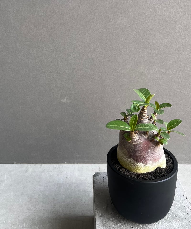 アデニウム アラビカム スーパー ドワーフ “ブラック” 「Adenium