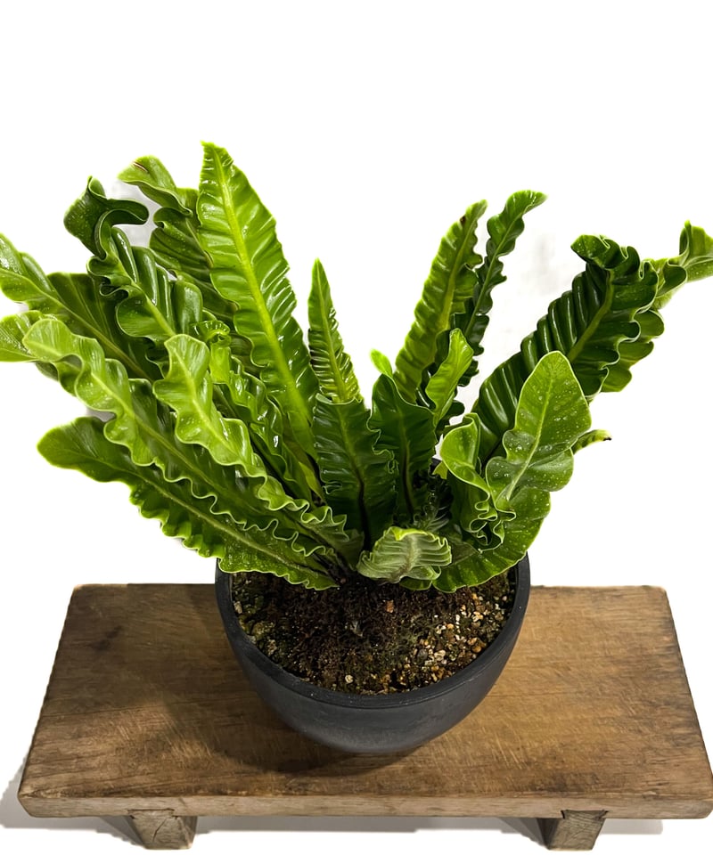 アスプレニウム コブラ ドワーフ「Asplenium cobra dwarf」7/6-965