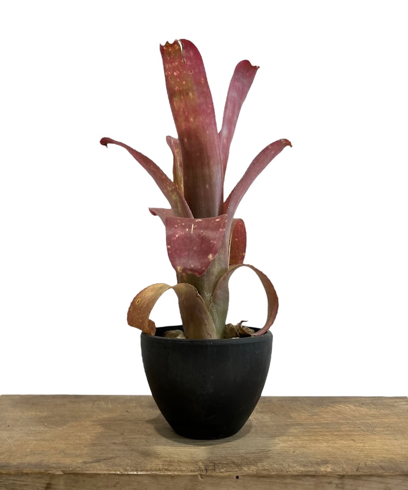 ビルベルギア ハイブリッド「Billbergia hybrid」88D-2 | SHOUCHI