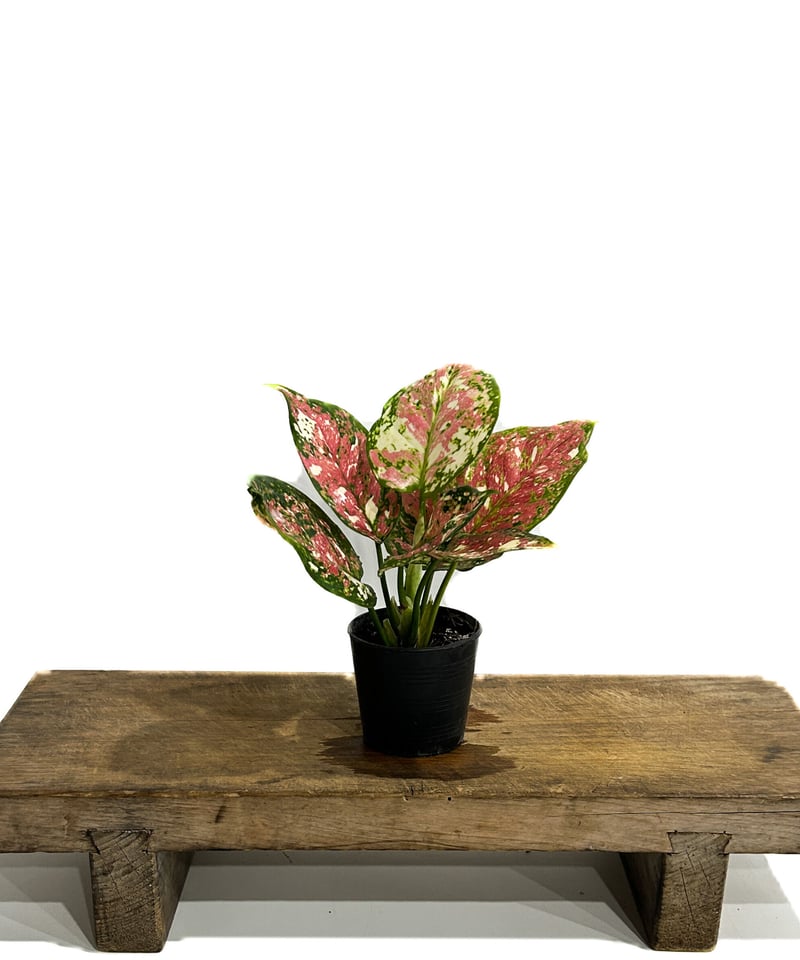 アグラオネマ アンヤマニー トリカラー「Aglaonema Unyamanee