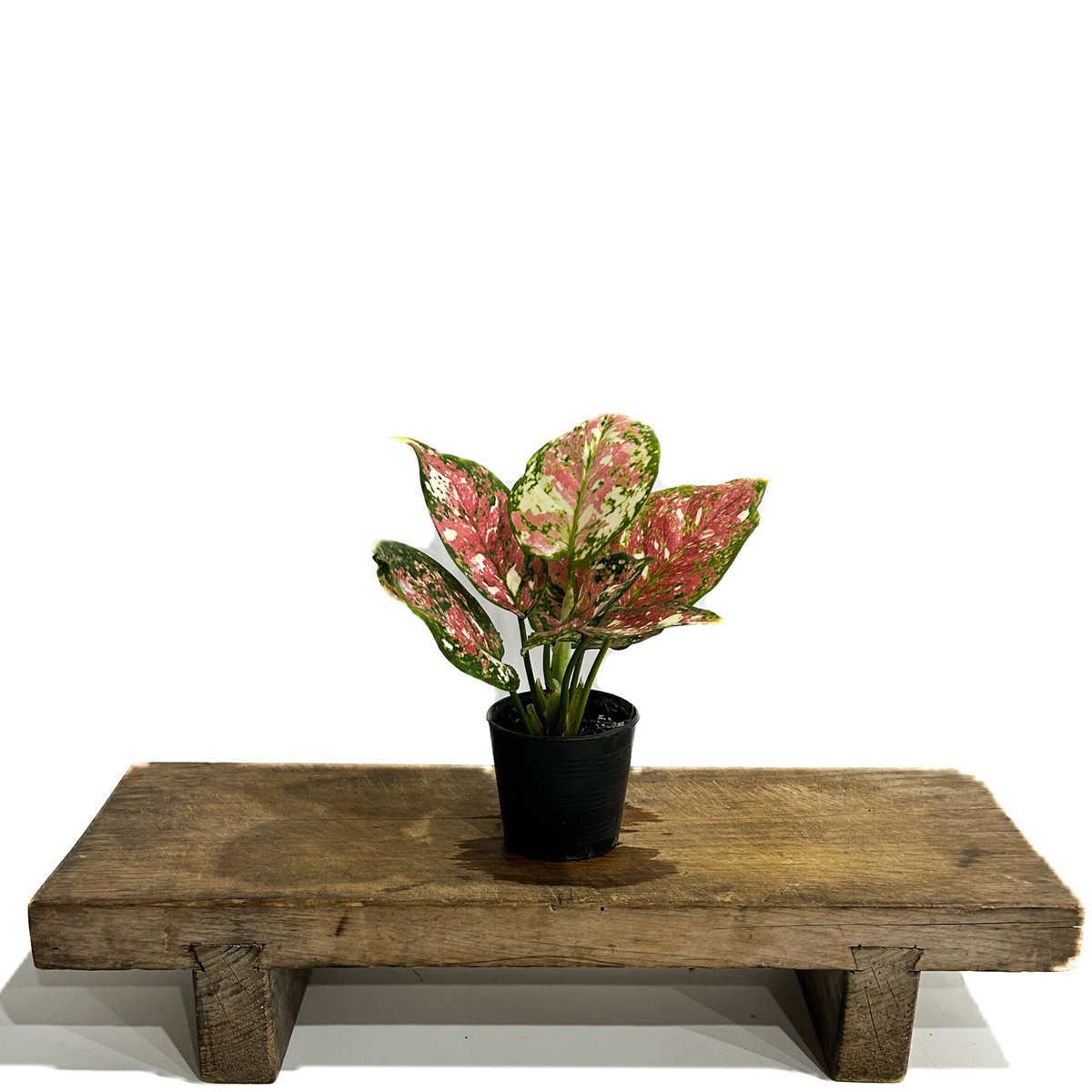 アグラオネマ アンヤマニー トリカラー「Aglaonema Unyamanee Tricolo