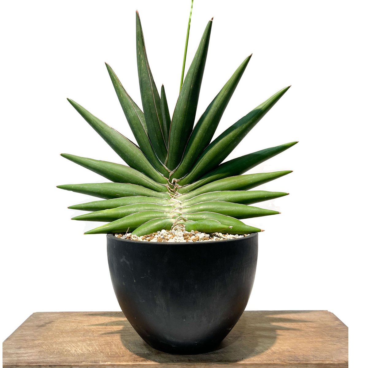 サンセベリア サワディー by Unyamanee Garden「Sansevieria “S サンセベリア サワディー by Unyamanee Garden「Sansevieria “S