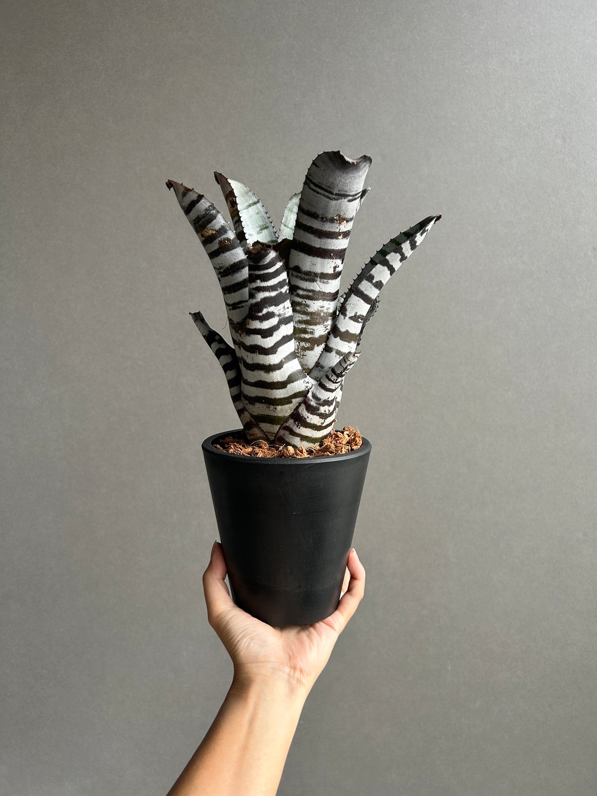 エクメア チャンティニー ブラック セレクト 「Aechmea
