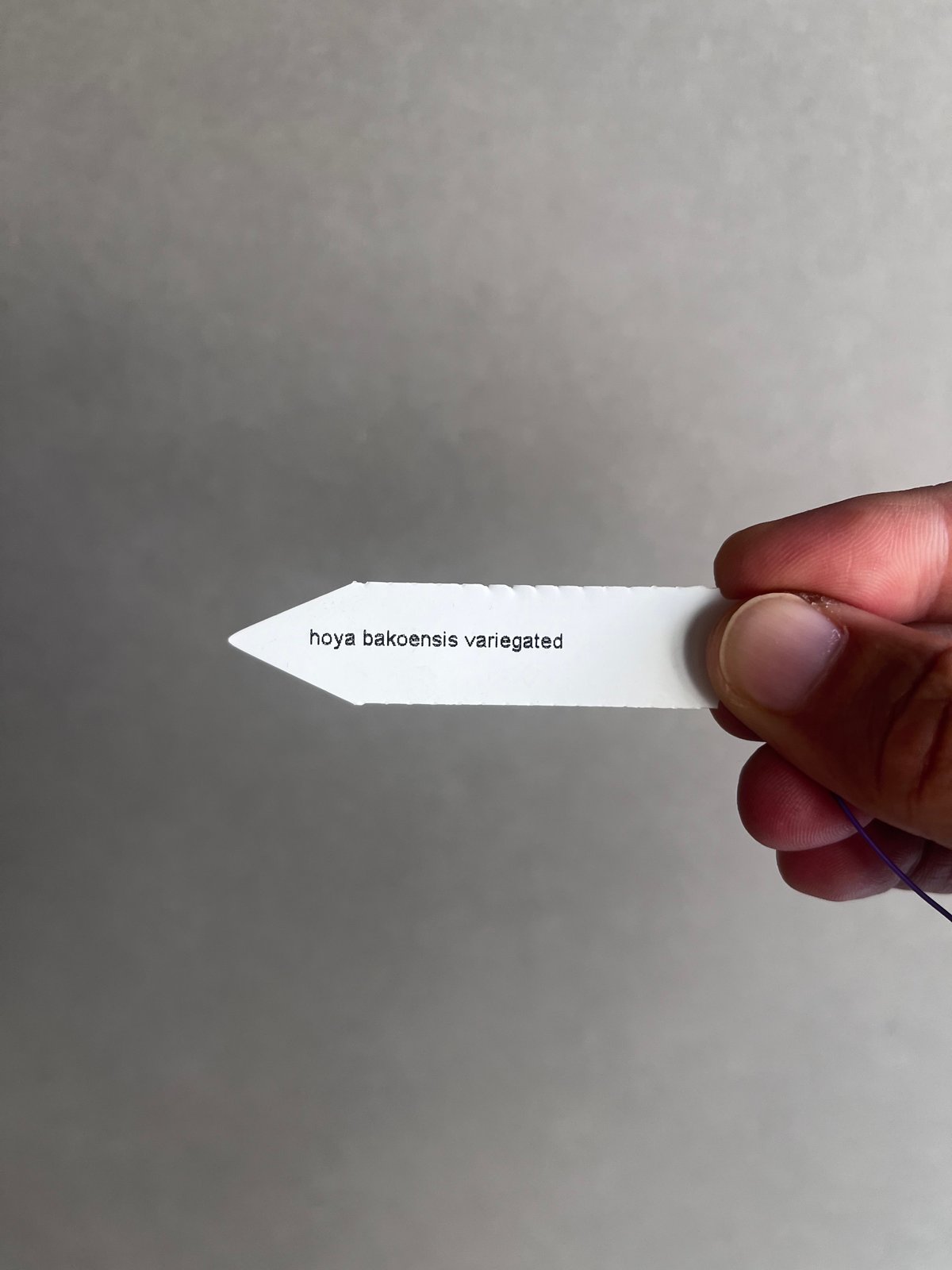 ホヤバコエンシス 斑入 「Hoya bakoensis Variegated」94U | SH
