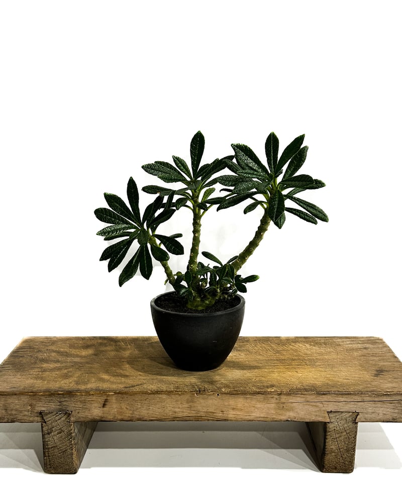 ドルステニア ギガス「Dorstenia gigas」5/12-487 | SHOUCHIKUEN ドルステニア ギガス「Dorstenia gigas」5/12-487 | SHOUCHIKUEN