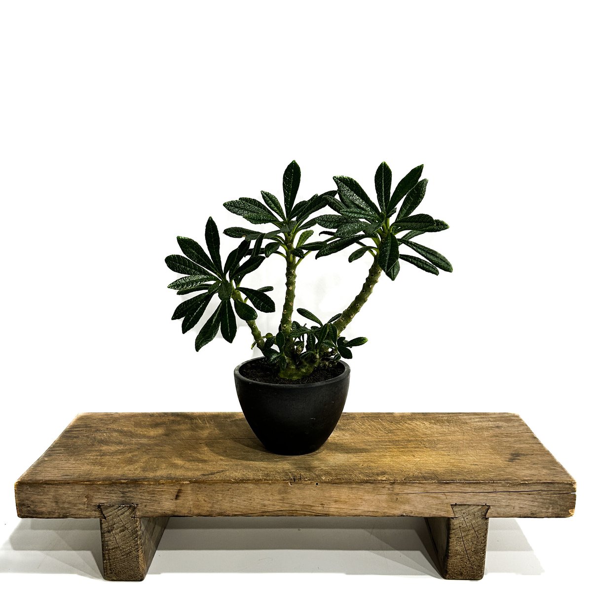 ドルステニア ギガス 5年目② 一点物 ドルステニア ギガス 5号 発根管理中(1ポット)(351372