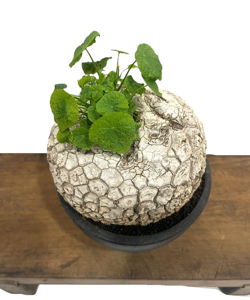 橋*矢様 【珍希少】Monstera deliciosa 選抜個体'奇形葉'スペ 橋*矢様 【珍希少】Monstera deliciosa 選抜個体'奇形葉'スペ