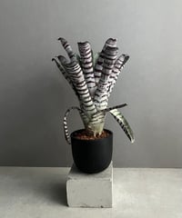 ビカクシダ X メンテロッシイ 「Platycerium “X Mentelosii “」23