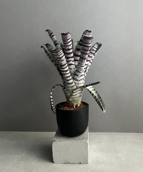 CATEGORY タンクブロメリア | SHOUCHIKUEN