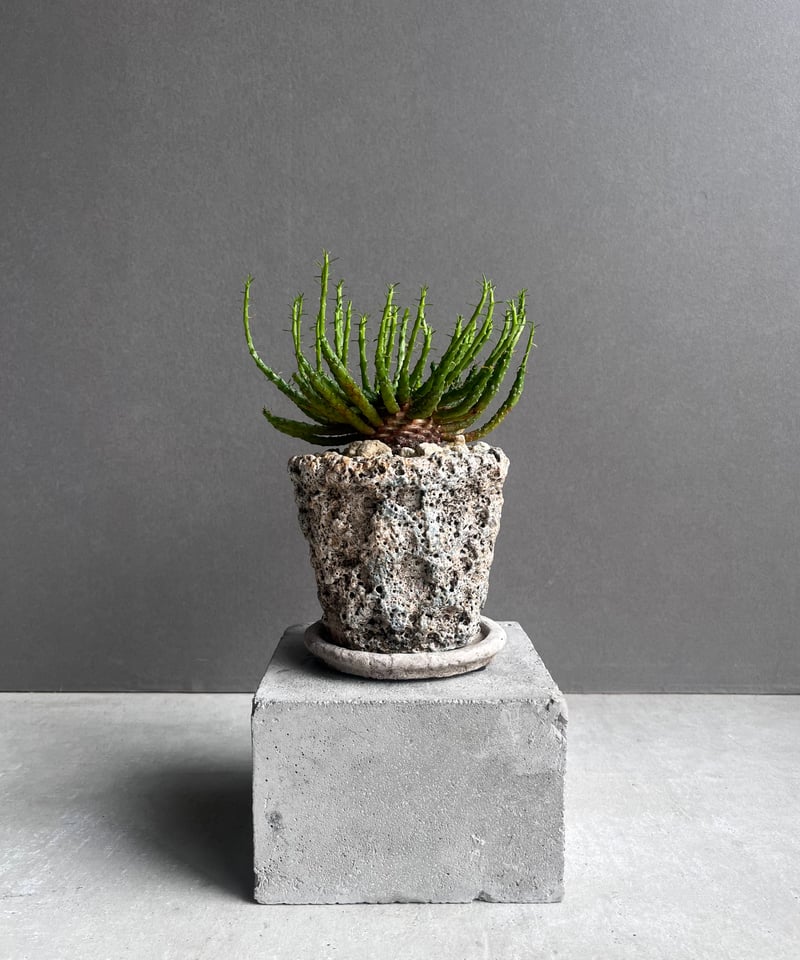 ユーフォルビア フラナガニー 「Euphorbia flanaganii」76E | SHOU