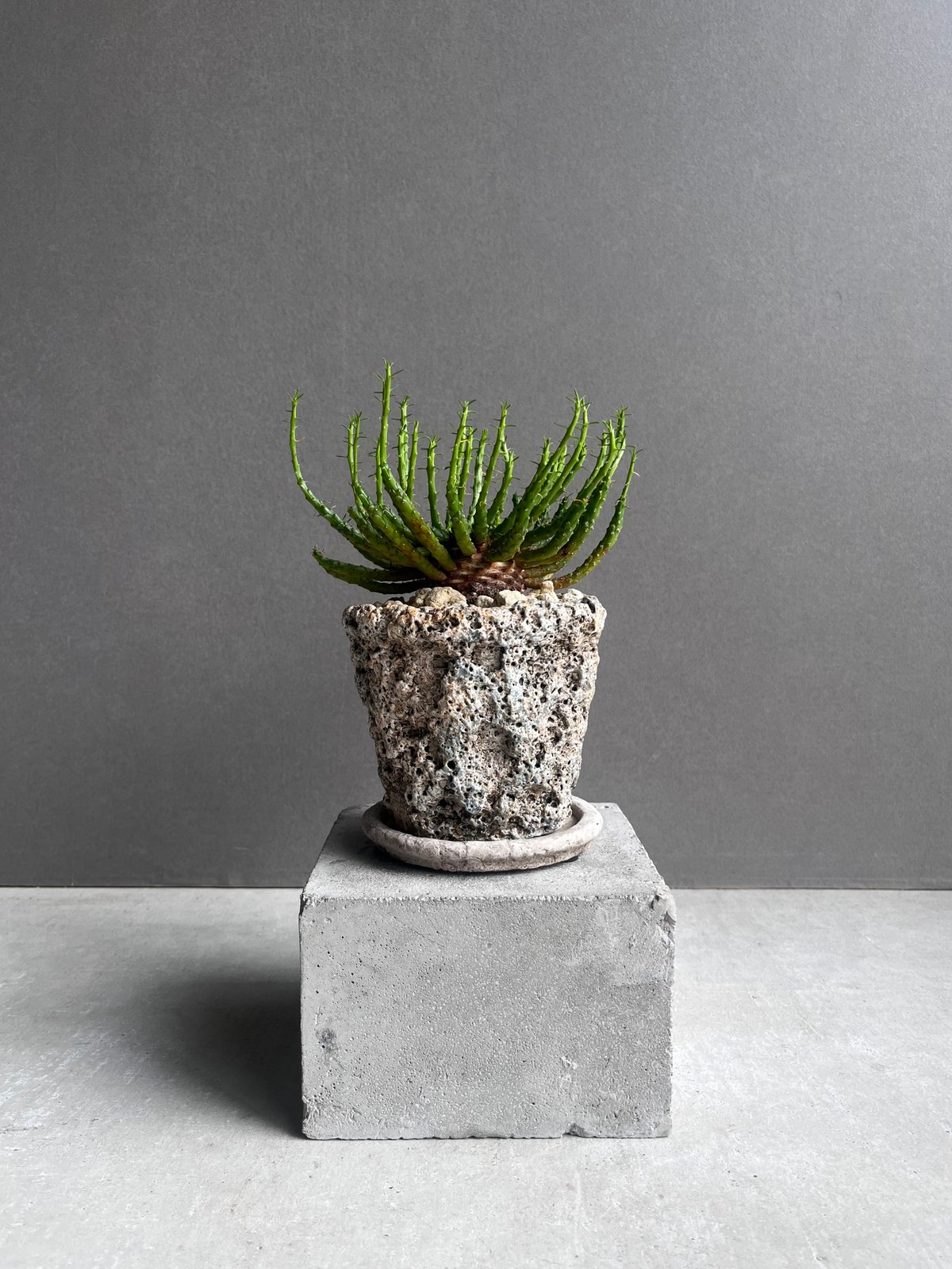 ユーフォルビア フラナガニー 「Euphorbia flanaganii」76E | SHOU