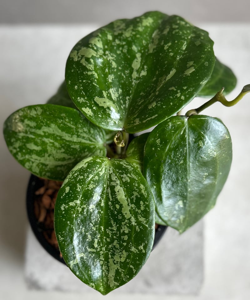 ホヤ ラティフォリア スノー クイーン 「Hoya latifolia Snow Queen」