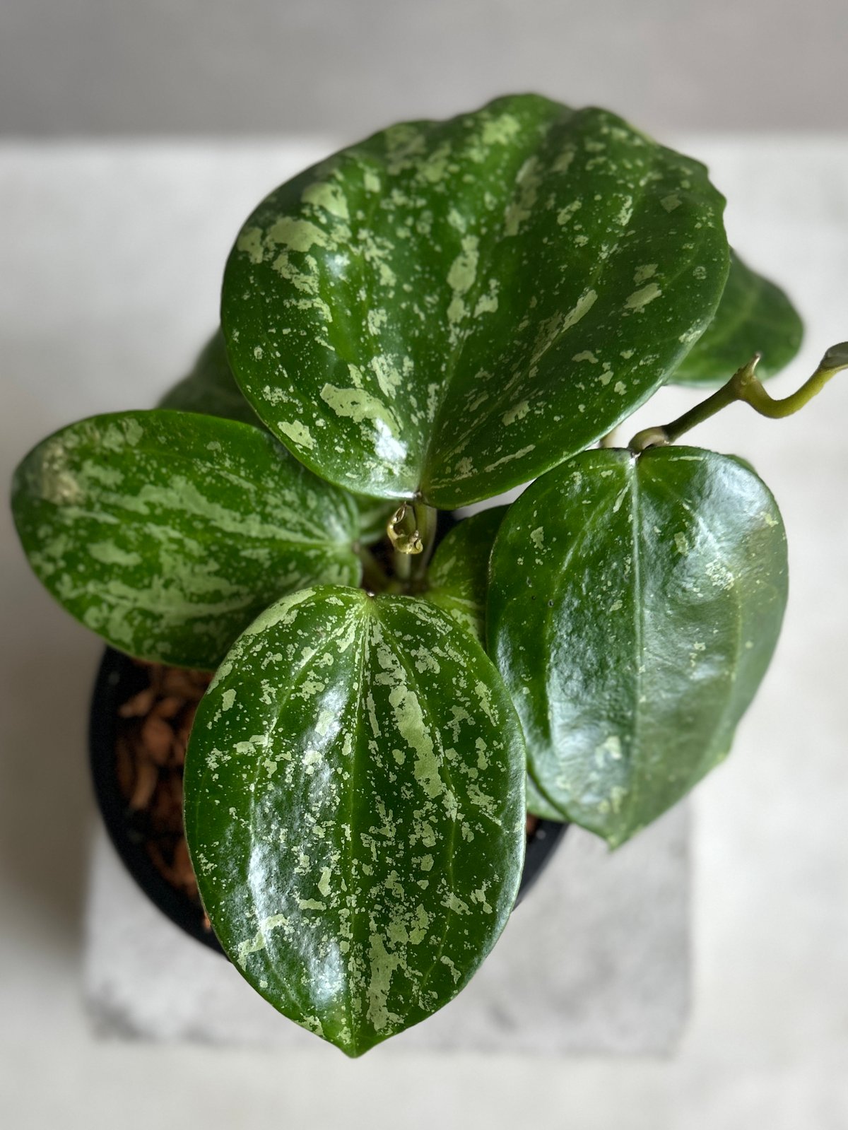 ホヤ ラティフォリア スノー クイーン 「Hoya latifolia Snow Queen」