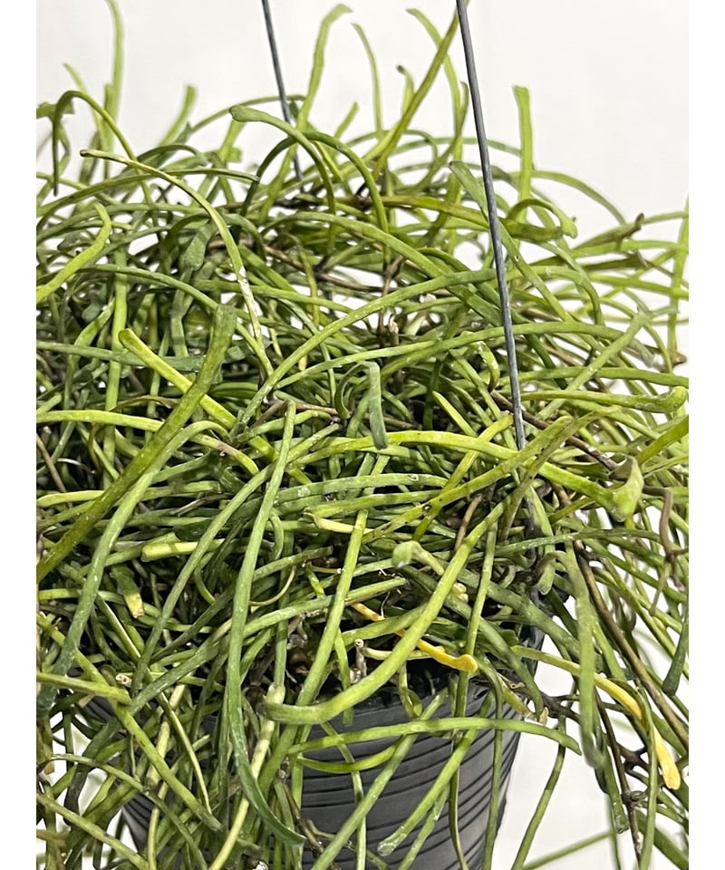 HOYA レツーサ 250808 13 HOYA レツーサ 250808 13 HOYA レツーサ