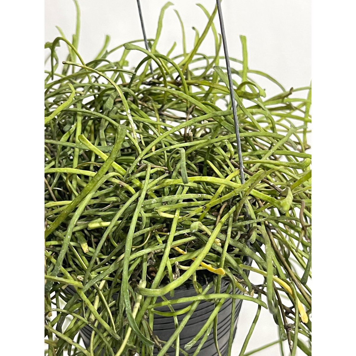 HOYA レツーサ　 250808 13 ホヤ レツーサ「 Hoya retusa」61-3 | SHOUCHIKUEN