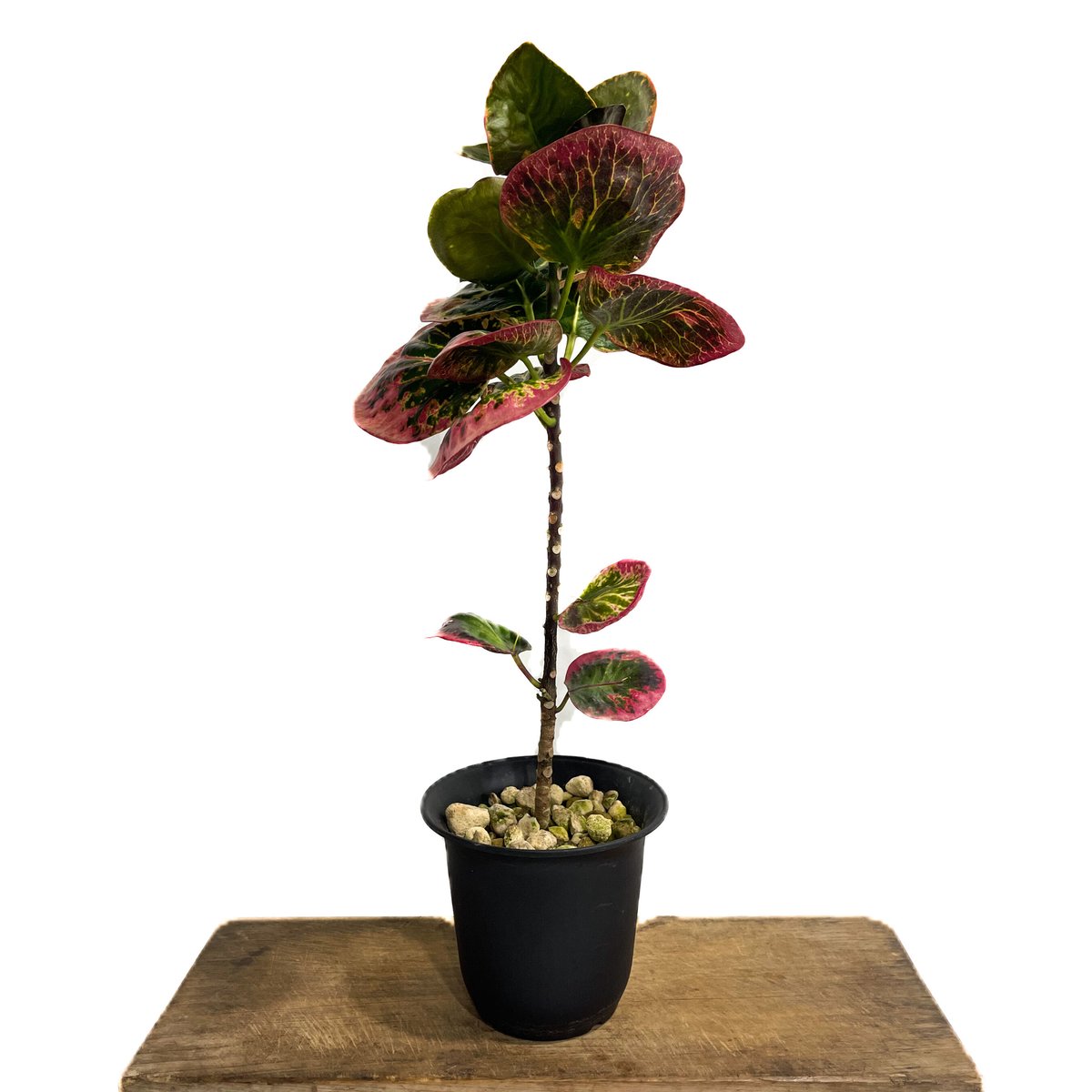 クロトン ハイブリッド「Codiaeum variegatum hybrid」6/30-888