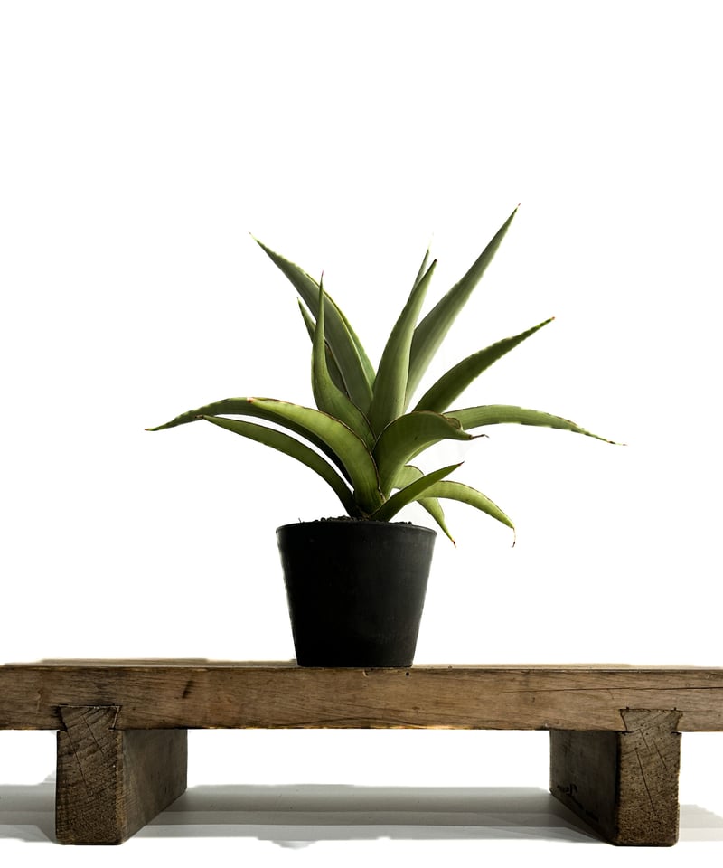 サンセベリア チャオプラヤ「Sansevieria Chao Phraya (by Unyam