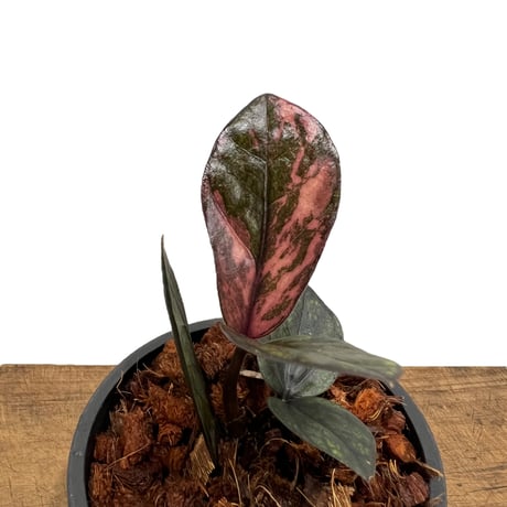 ザミオクルカス | STORES