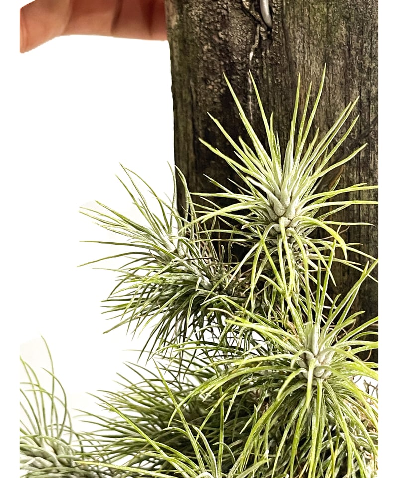 チランジア ドミンゴズ フンキアナ チランジア ドミンゴズ フンキアナ