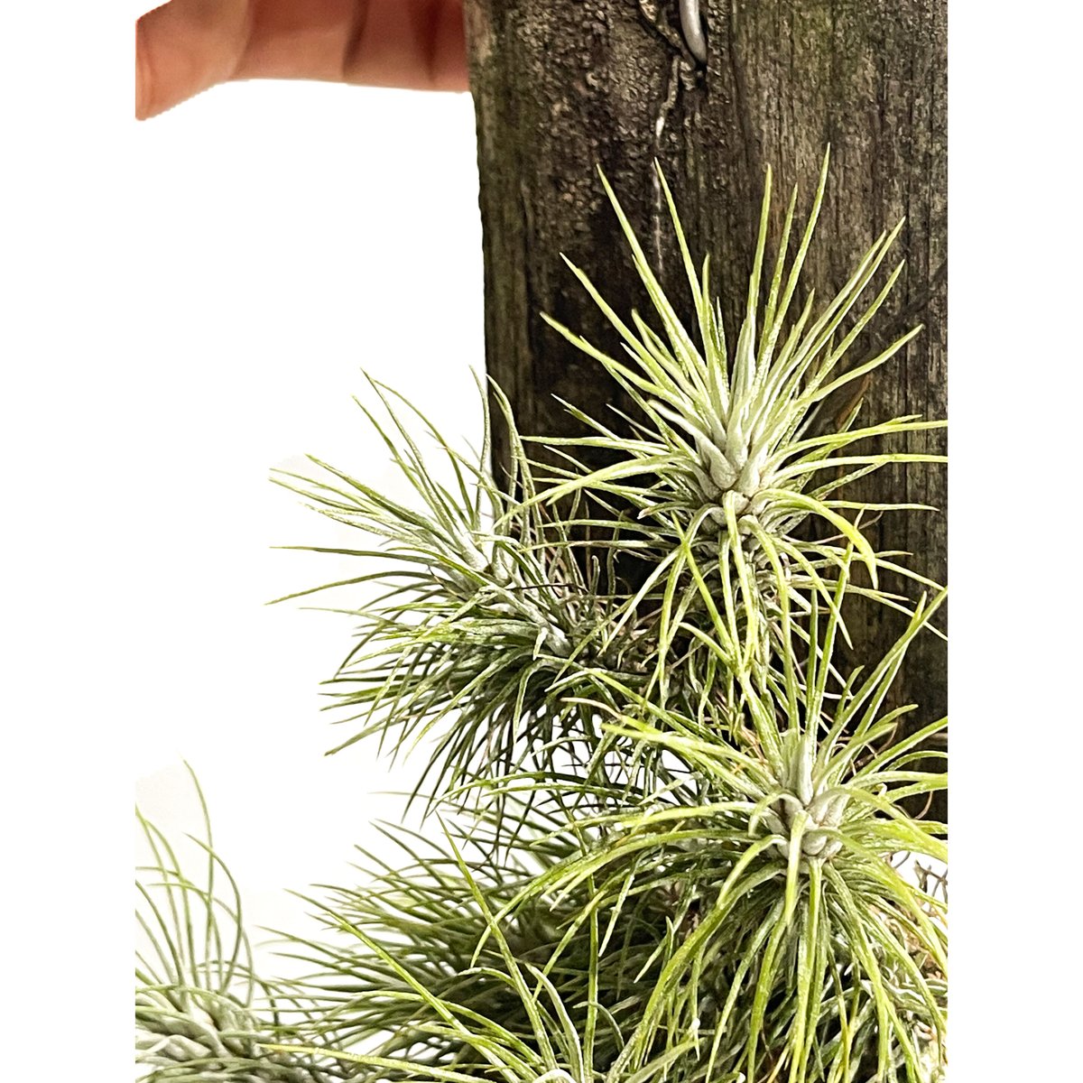 ティランジア フンキアナ レクルビフォリア「Tillandsia funckiana var