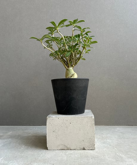 CATEGORY 7,501円～10,000円 | SHOUCHIKUEN